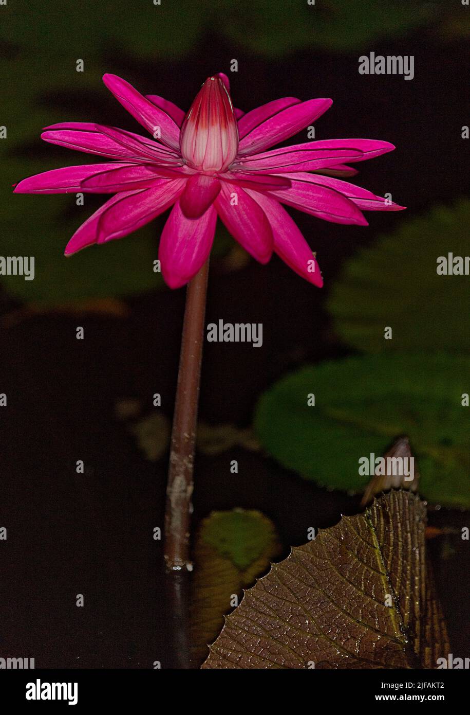 Giglio d'acqua peloso (o rosa) (Ninfea pubescens) da Tabin, Sabah, Borneo. Foto Stock
