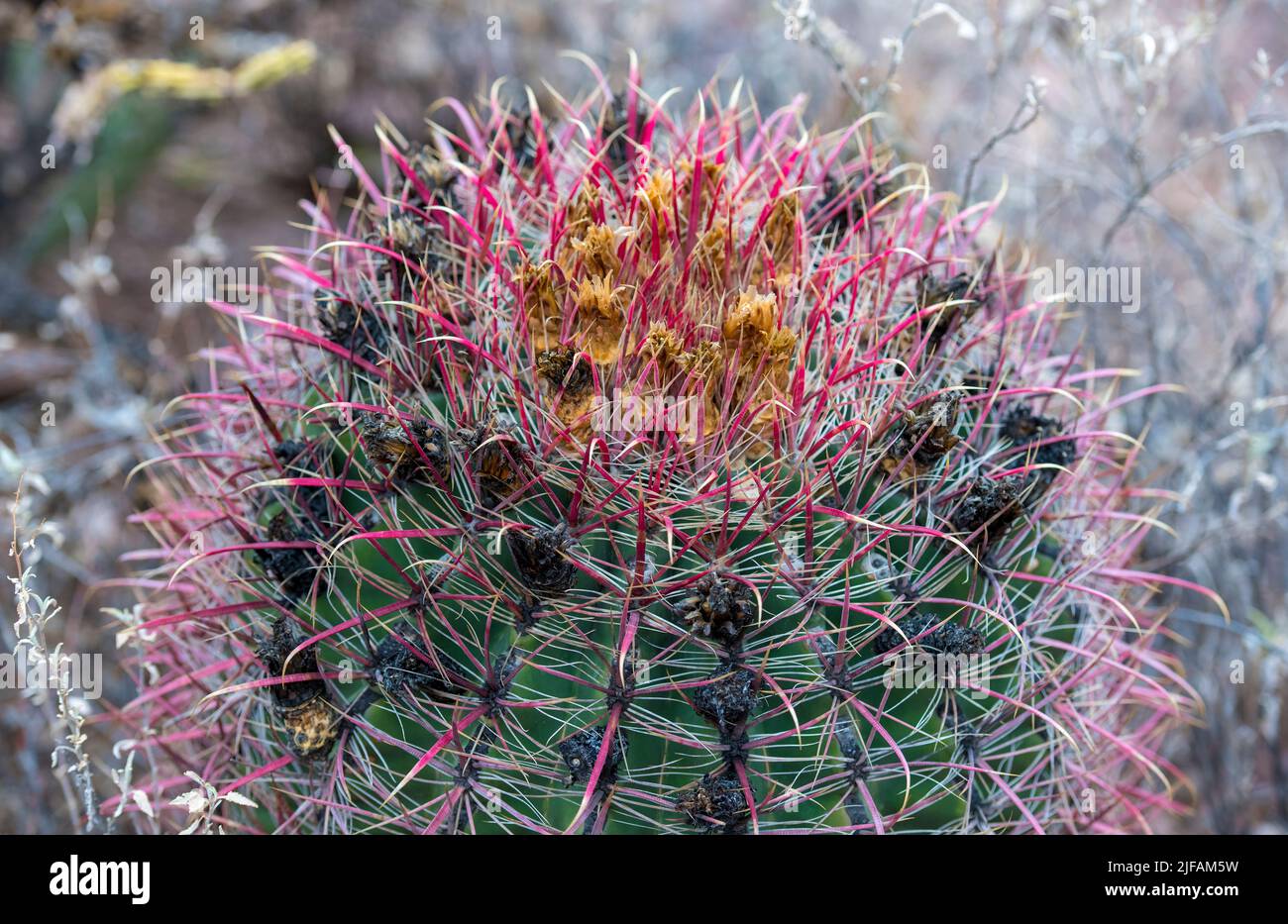 Fishhook Barrel cactus (Ferocactus wislizeni) da Superstition Mountains, Arizona, Stati Uniti Foto Stock