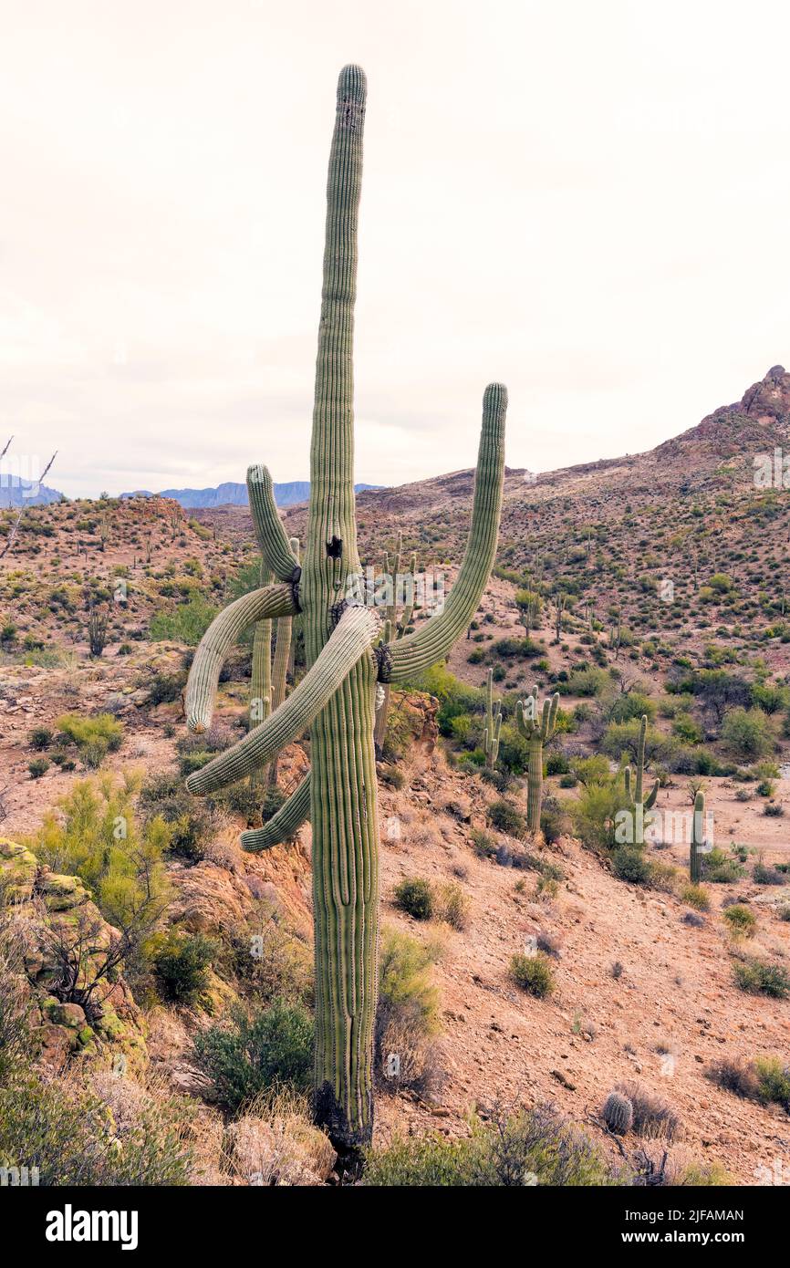 Grandi e molto vecchi cactus saguaro a Picketpost Mountain, le superstizioni, Arizona Foto Stock