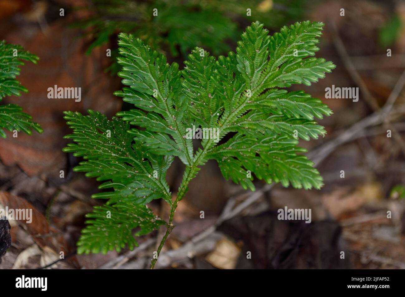 Spikemoss (Selaginella sp.) dal pavimento della foresta pluviale di Tabin, Sabah, Borneo (Malesia). Foto Stock