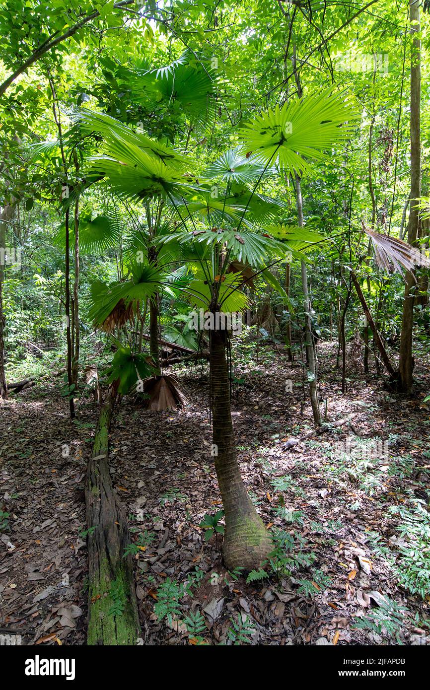 Palma da fontana a foglia rotonda (Saribus rotundifolius) dal Parco Nazionale di Tangkoko, Sulawesi settentrionale, Indonesia Foto Stock