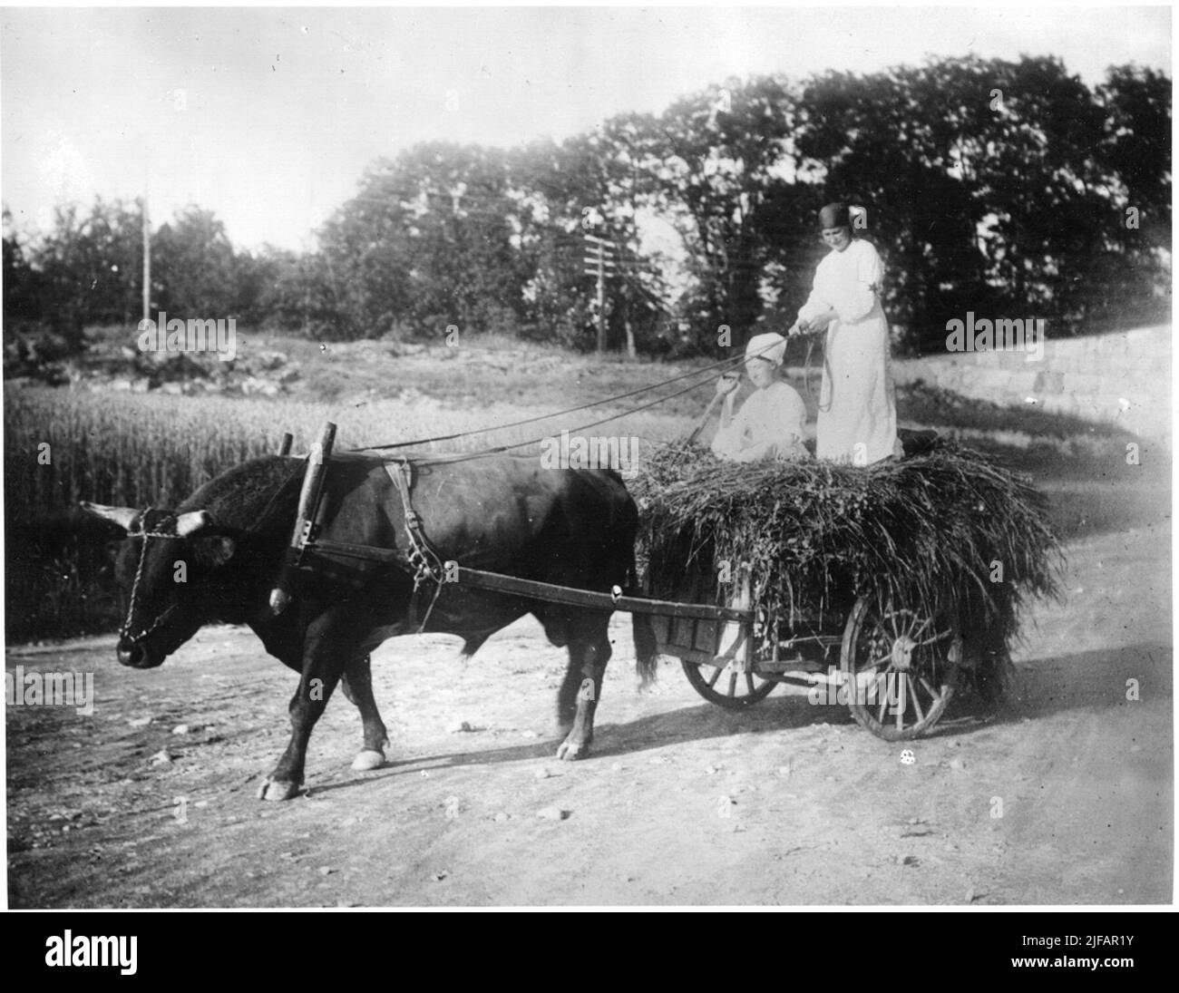 Due donne della Red Star nelle due ruote fieno-raschiato caratteristiche di toro su strada di campagna. Due donne della Red Star nelle due ruote fieno-raschiato caratteristiche di toro su strada di campagna. La foto è inclusa nella suite di immagini del Museo dell'Esercito che mostra le operazioni della Stella Rossa Svedese/Stella Blu Svedese. Già alla fine del 1914, in Svizzera, si era formato un patto internazionale di associazioni per l'assistenza agli animali sui campi di battaglia, chiamato la stella rossa L Etoile rouge. In Svezia, nel 1917 il Comitato per la preparazione femminile ha invitato rappresentanti di autorità interessate Foto Stock