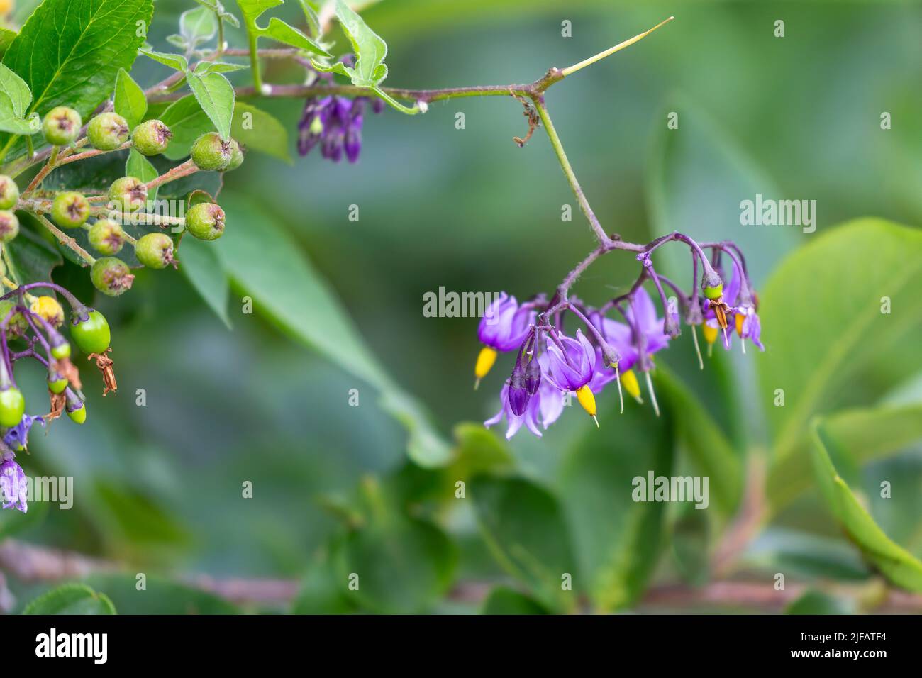 Dolce amarognolo (Solanum dulcamara) noto come nightshade amarognolo, nightshade amara, bindweed blu, Amara Dulcis, nightshade arrampicata, fellenwort, ecc. Foto Stock