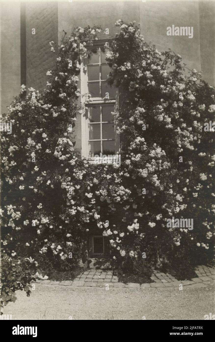Splendore floreale all'esterno dell'edificio a Kaserngården nel reggimento di Södermanland per il 10. Foto Stock
