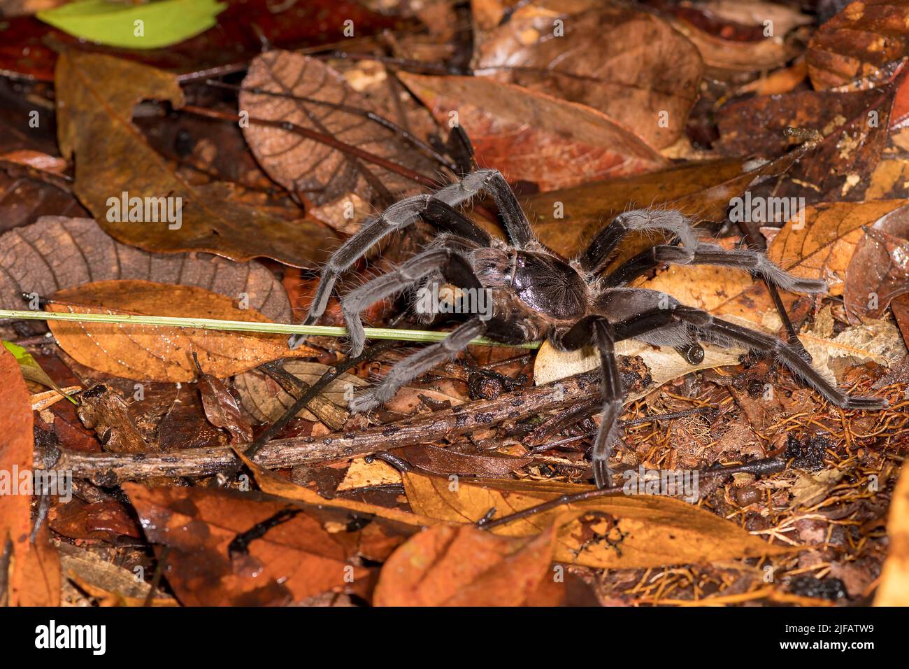 Tarantula (Lampropelma sp.) dal Parco Nazionale di Tanjung Puting, Kalimantan, Borneo Foto Stock