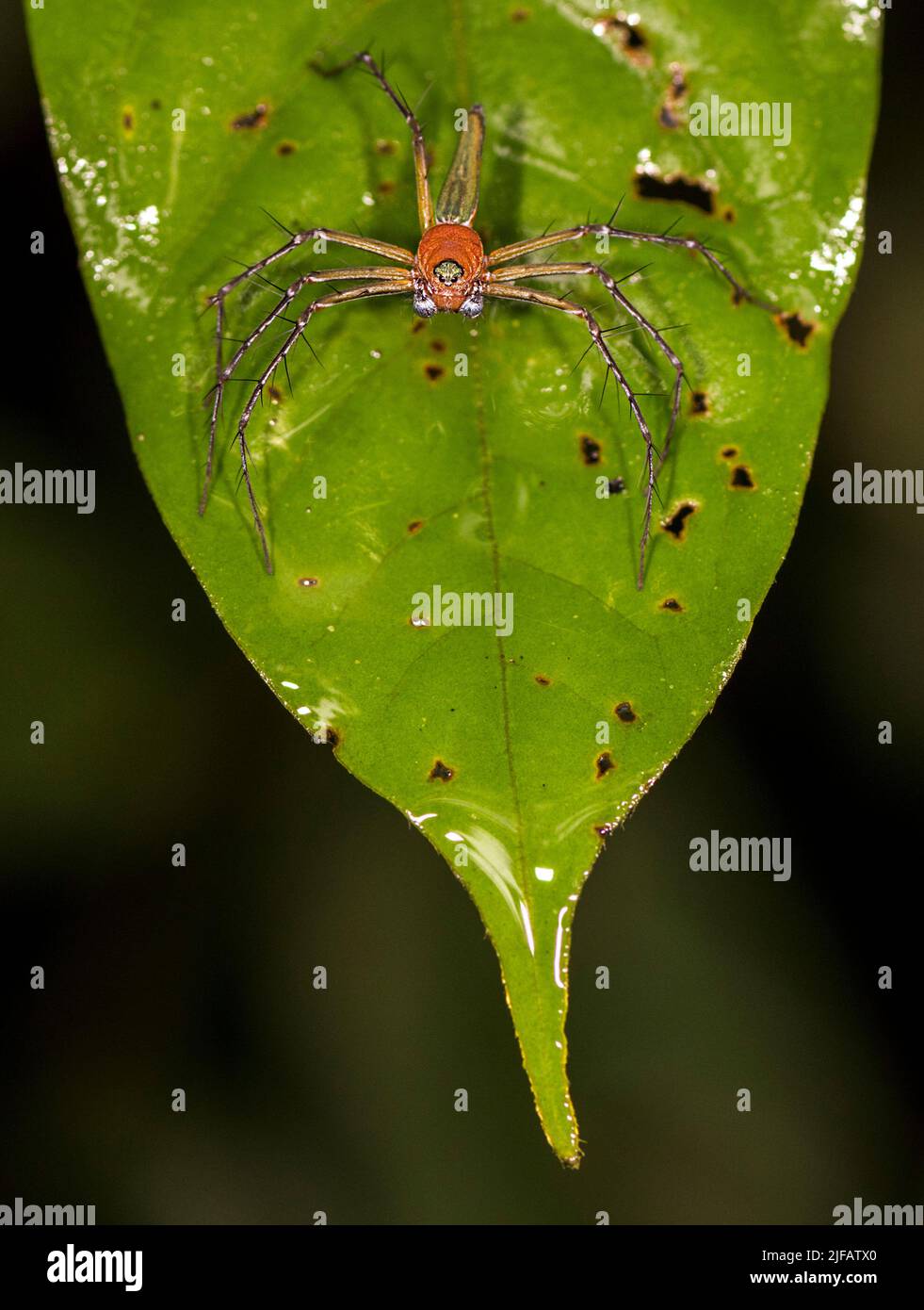 Lynx Spider della famiglia Oxyopidae (Oxyopes sp. ?) Da Deramakot Forest Reserve, Sabah, Borneo. Foto Stock