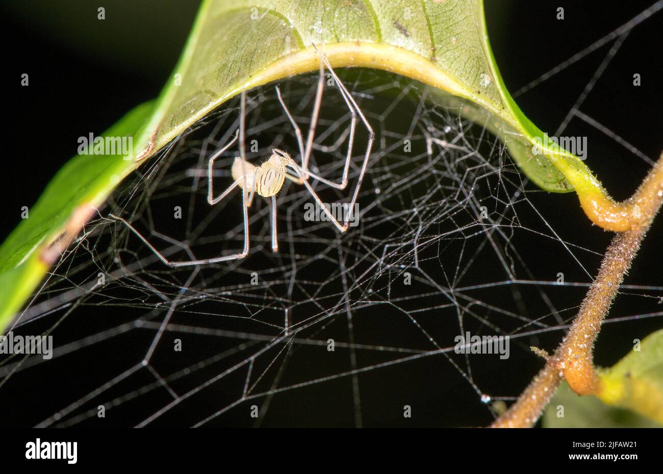 Piccolo ragno non identificato dal Parco Nazionale di Kubah, Sarawak, Borneo. Foto Stock