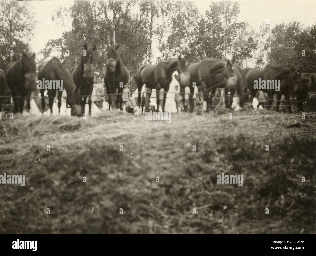 Cavalli pascolo in pascolo. Sullo sfondo soldati e tende. Foto Stock