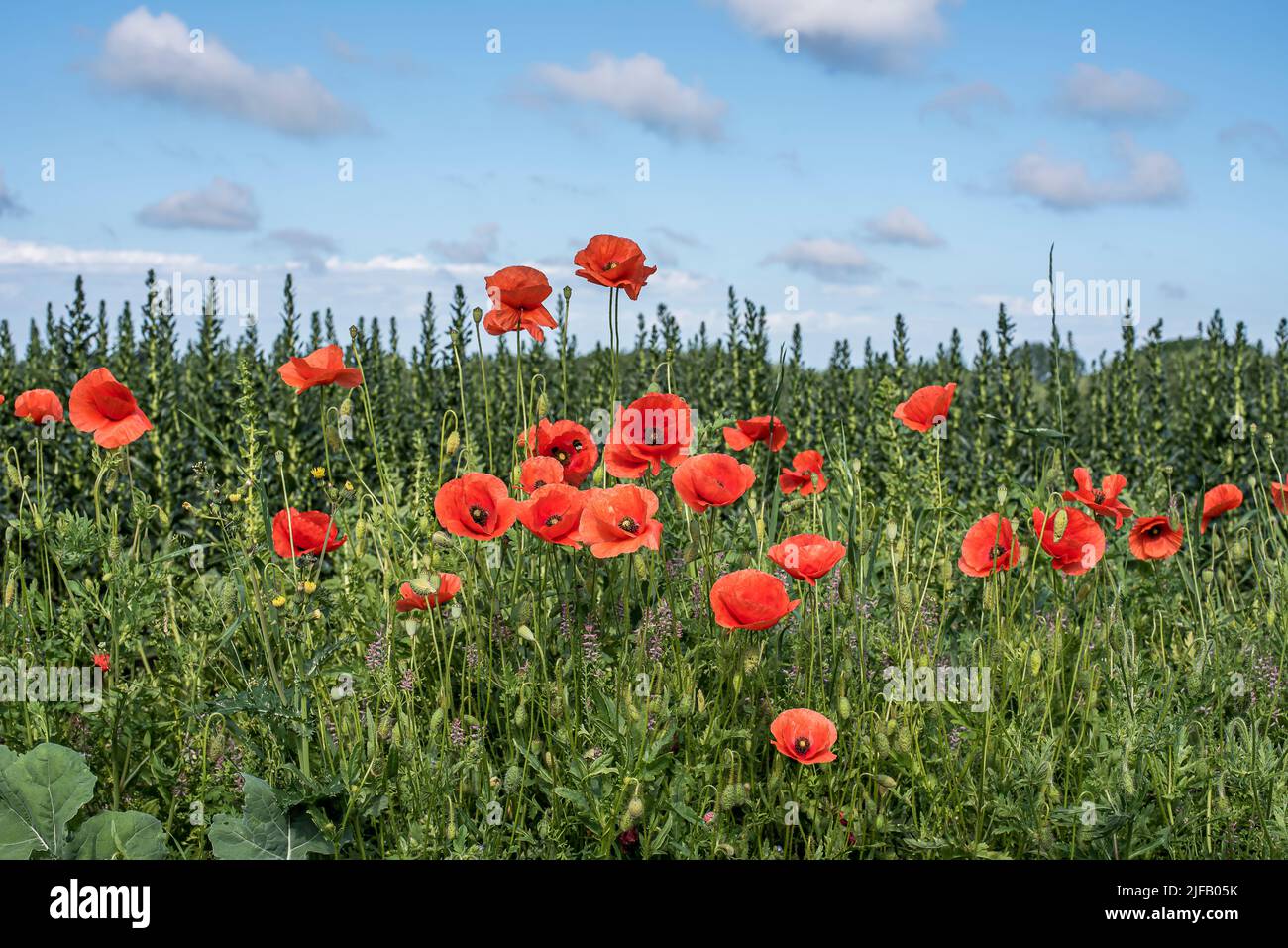 Prato con papaveri rossi contro piante verdi scure e un cielo azzurro chiaro, Danimarca, 28 giugno 2022 Foto Stock