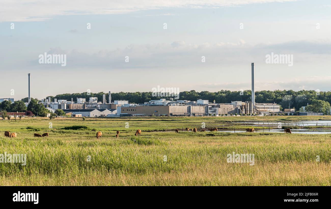 Le mucche vengono grassate davanti allo stabilimento di Haldor Topsoe per catalizzatori presso il Roskilde firth di Frederikssund, Danimarca, il 28 giugno 2022 Foto Stock
