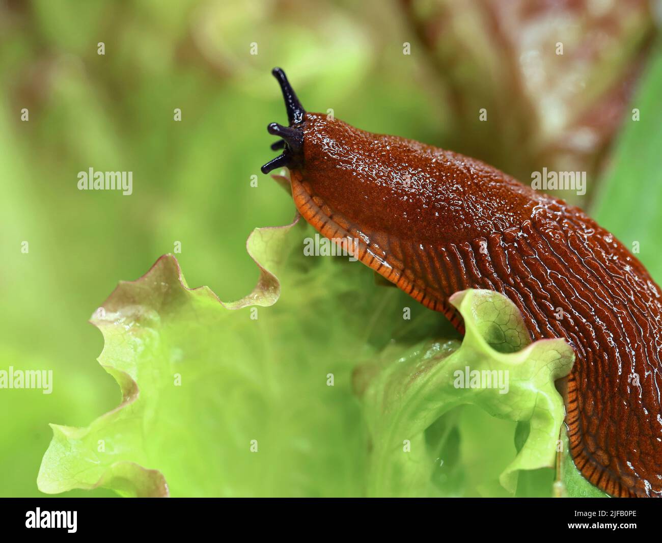 spagnolo slug in giardino su una foglia di lattuga, primo piano di lumaca strisciante su insalata Foto Stock