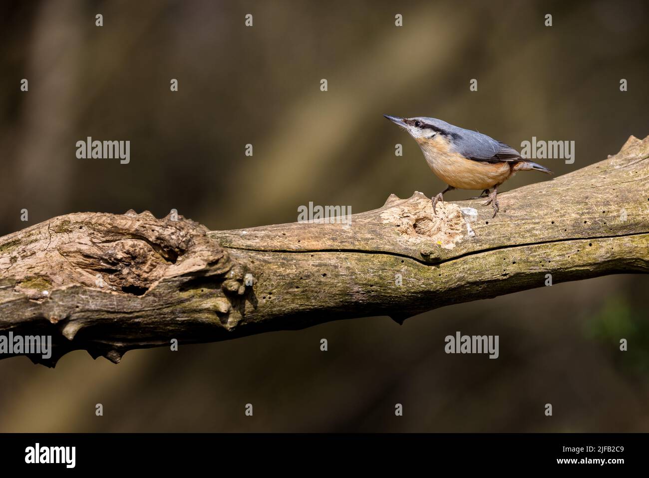 Bella UK Nuthatch Bird (Sitta europaea) isolato su una filiale con spazio per la copia Foto Stock
