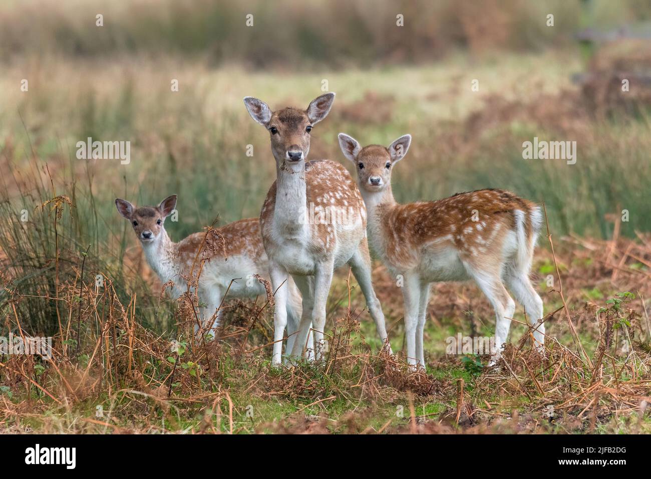 3 bei cervi giovani nella luce autunnale di prima mattina al Bradgate Park, Leicestershire Foto Stock