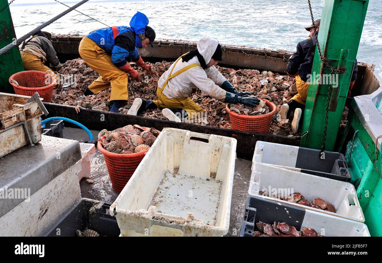 Francia, Calvados, pesca di capesante nella baia della Senna su un peschereccio da traino nel porto di Port-en-Bessin Foto Stock