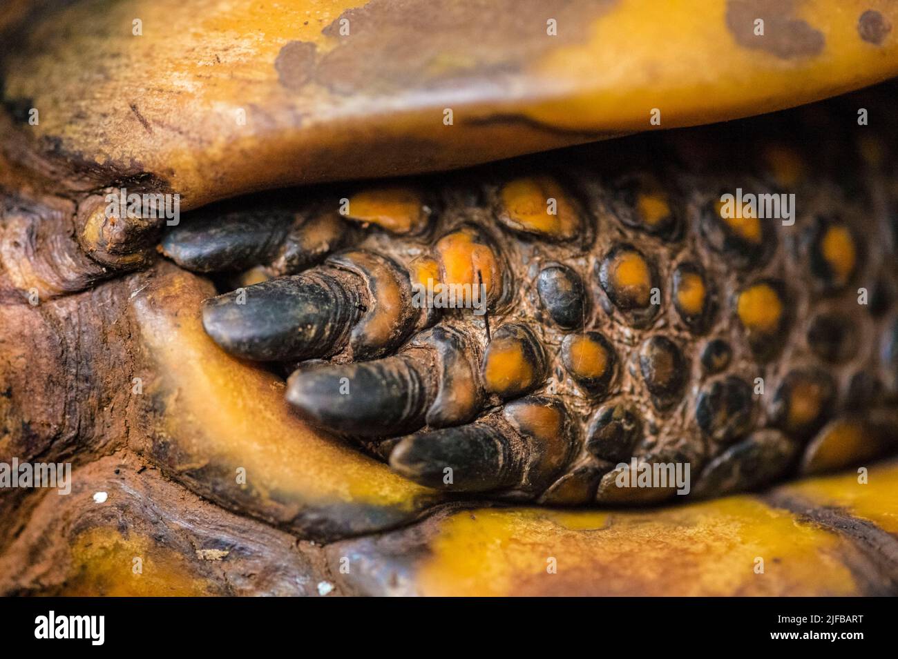 Francia, Guyana francese, Parco Amazzonico, zona cuore, Saül, Tartaruga Denticulata (Chelonoidis denticulata) sul sentiero escursionistico Roche Bateau Foto Stock