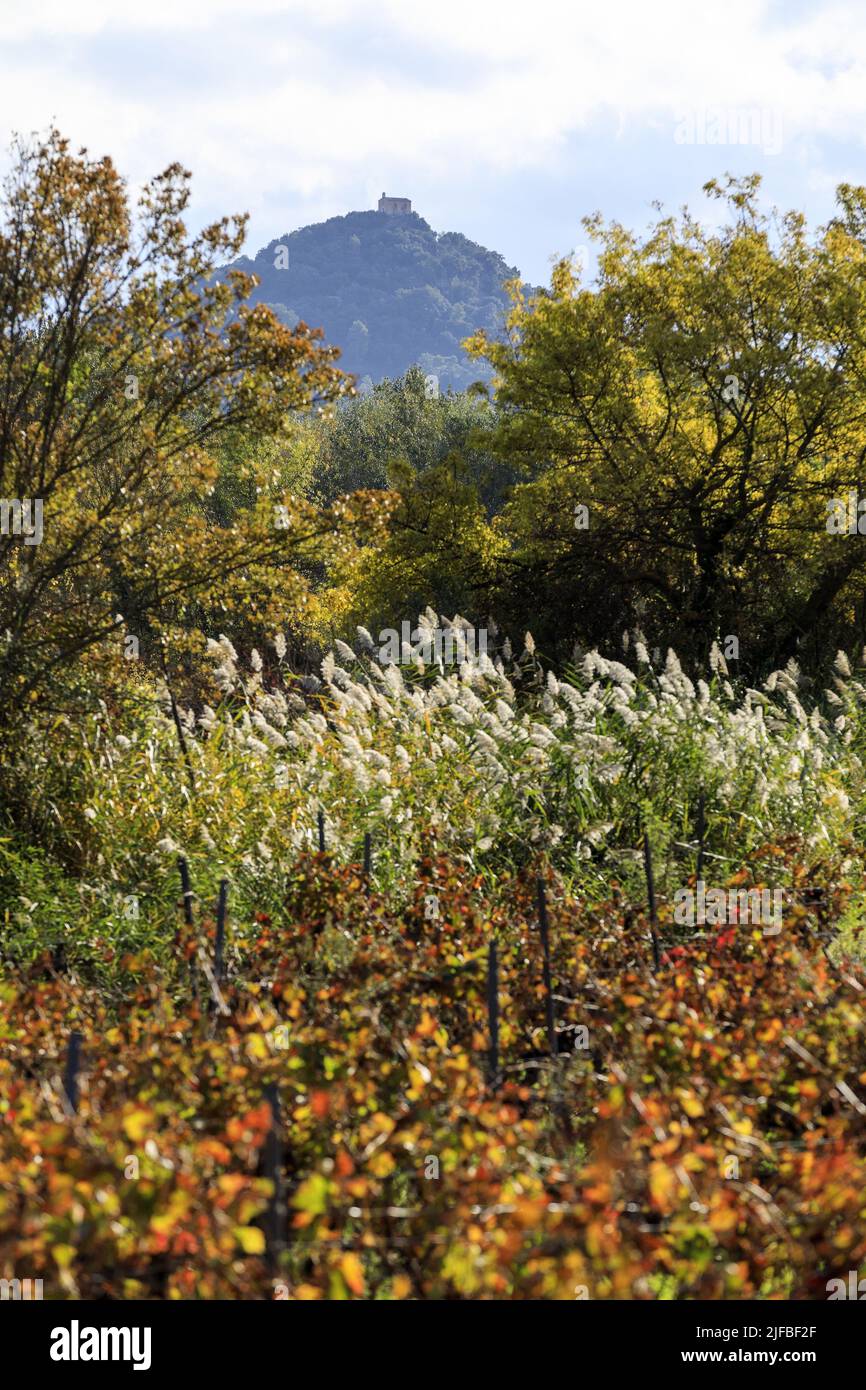 Francia, Var, le Cannet des Maures, vigneti in autunno, la collina della Sainte Brigitte a Vidauban cappella sullo sfondo Foto Stock