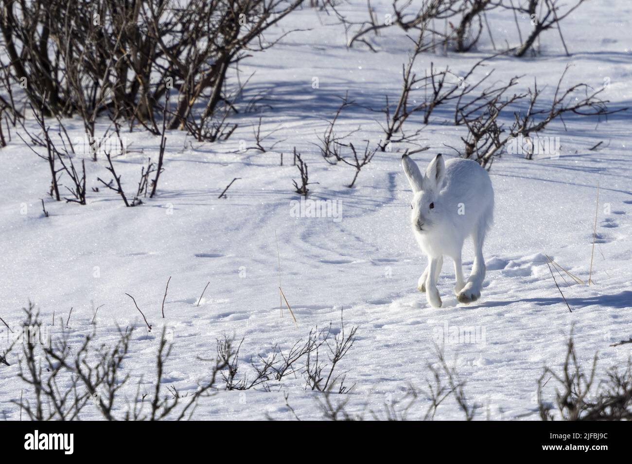 Norvegia, Varanger Fjord, Vadso, lepre artica (Lepus arcticus), nella neve Foto Stock