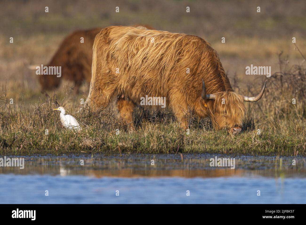 Francia, Somme, Baie de Somme, le Crotoy, Marais du Crotoy, Bestiame delle Highland scozzesi utilizzato per il pascolo ecologico nella palude le Crotoy, talvolta accompagnato da aironi bovini Foto Stock