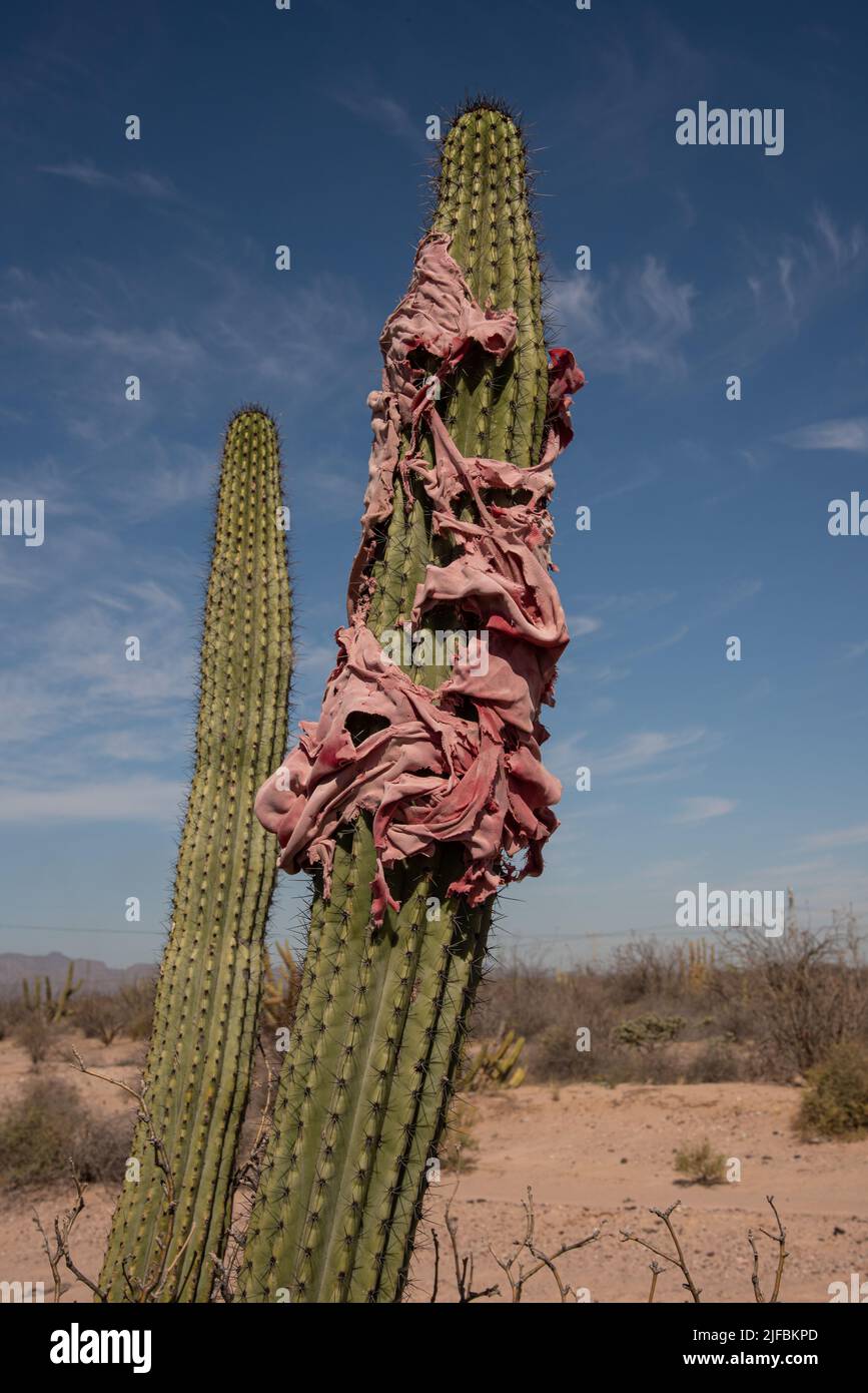 Uno straccio rosso lacerato e sbiadito avvolto intorno al braccio di un cactus del cardone nel deserto di sonora. Foto Stock