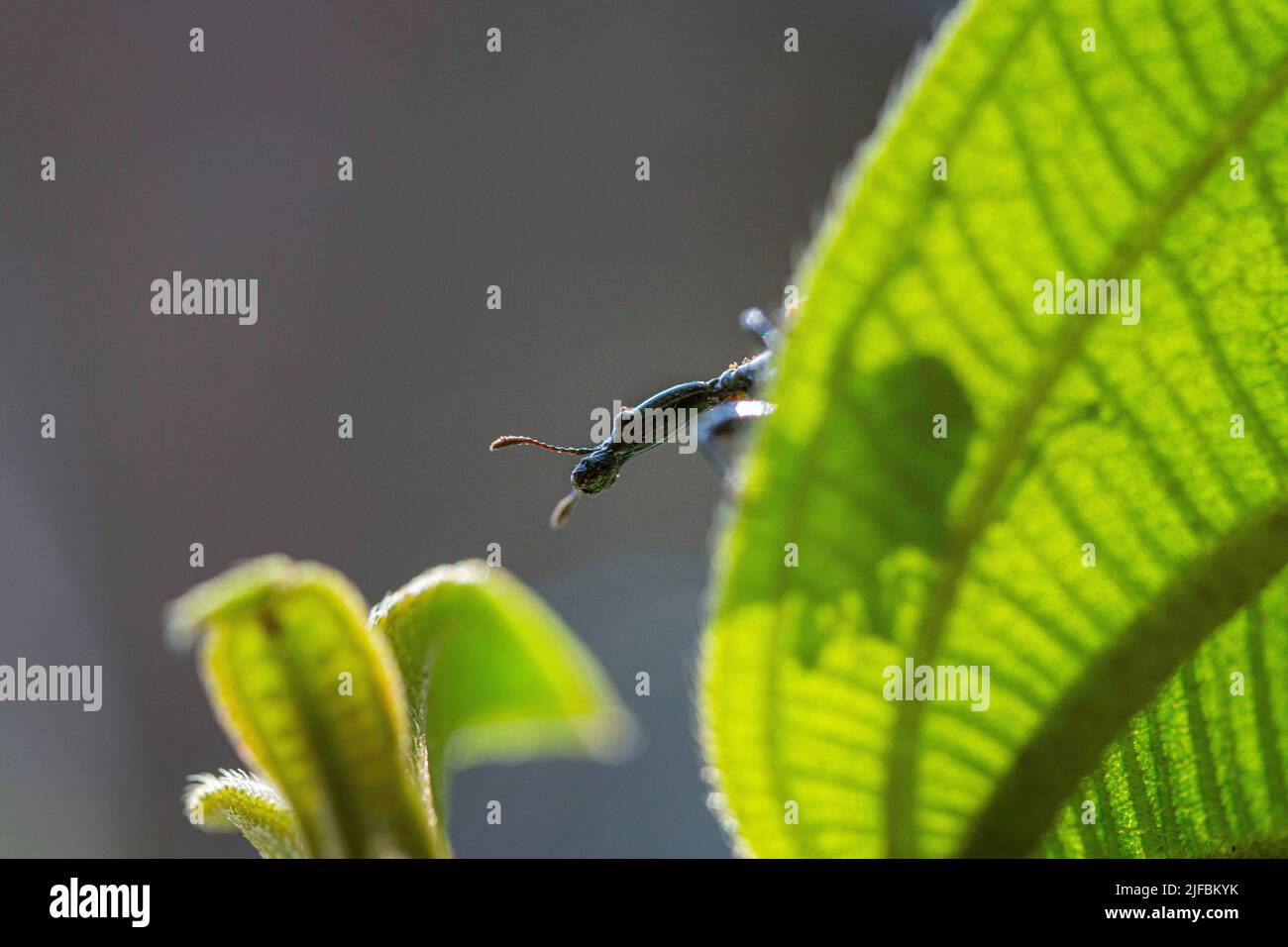 Madagascar, regione orientale, Parco Nazionale Andasibé, Giraffe weevil (Trachelophorus giraffa) Foto Stock