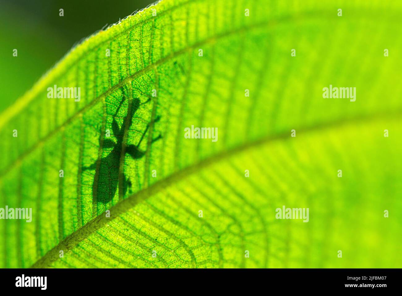 Madagascar, regione orientale, Parco Nazionale Andasibé, Giraffe weevil (Trachelophorus giraffa) Foto Stock