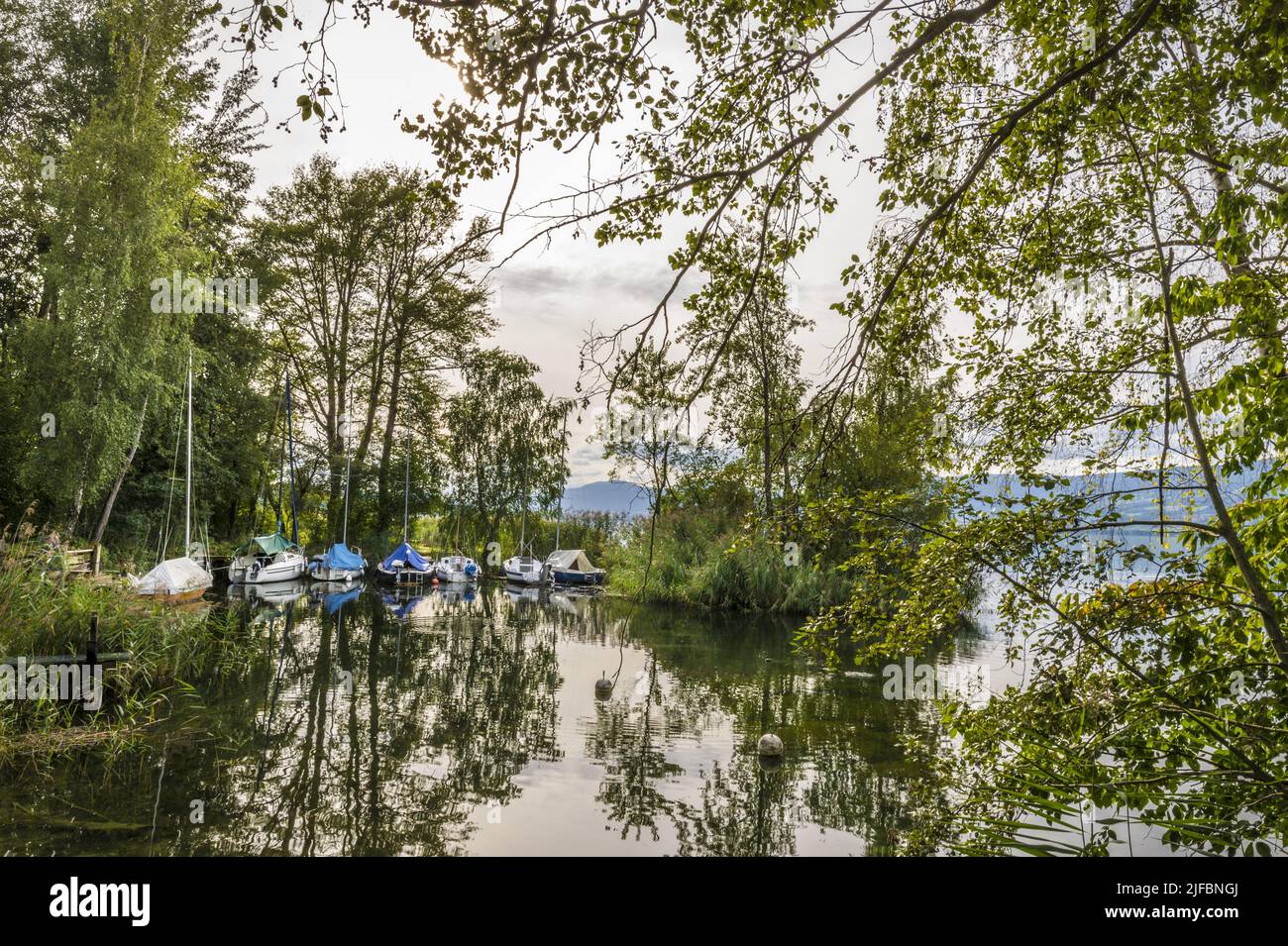 Svizzera, Canton Friburgo, Pays des Trois-Lacs, Riserva Naturale Grande Cariaie sulle rive del Lago di Neuchâtel Foto Stock