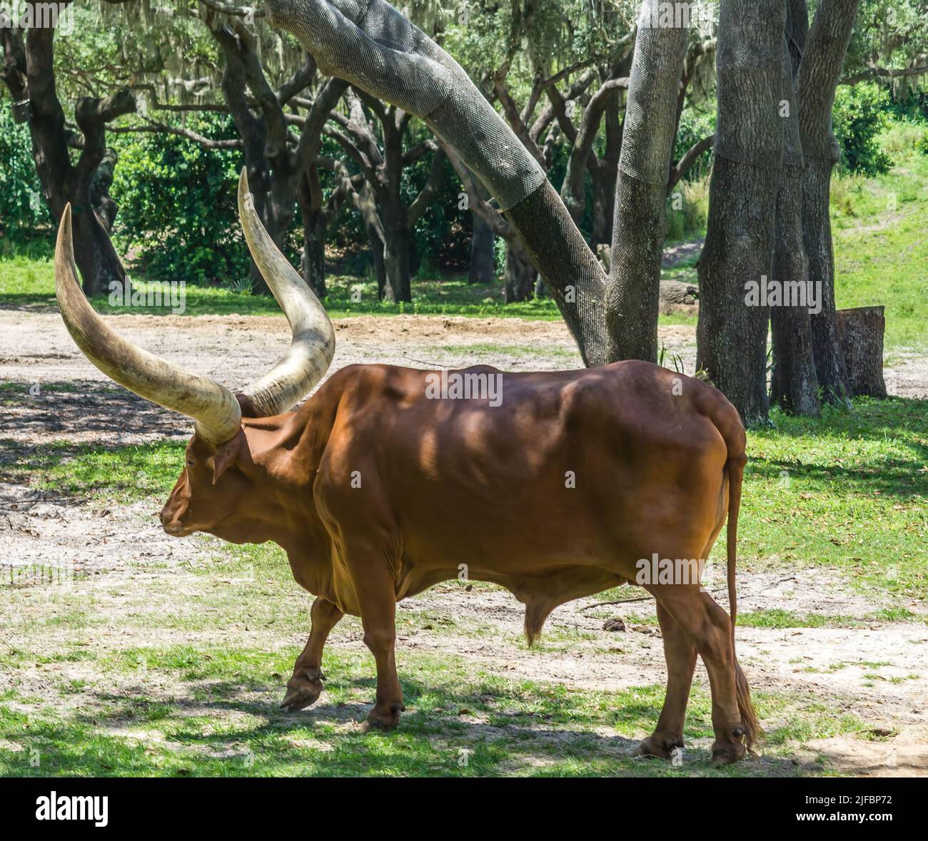 Big Horn Wausis Steer in uno zoo della Florida. Foto Stock