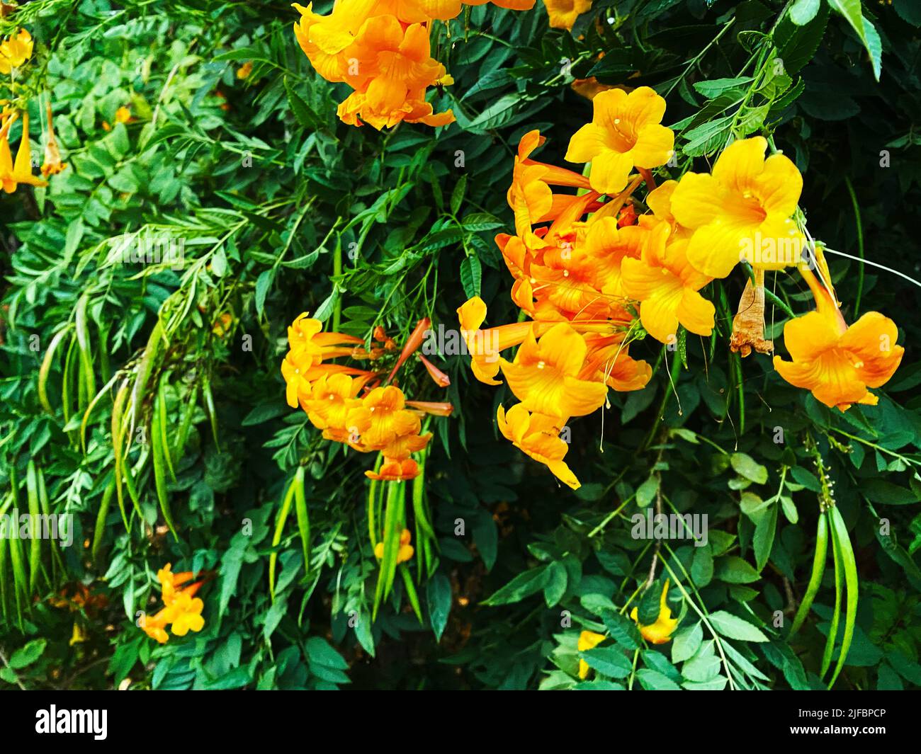 Fiori di campana gialli, Tecoma stans Foto Stock