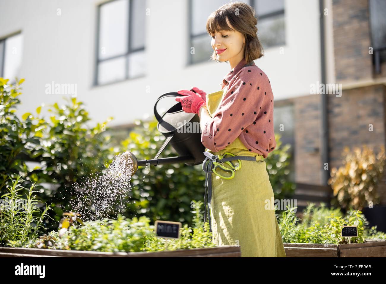 Donna che innaffia erbe fresche in casa orto Foto Stock