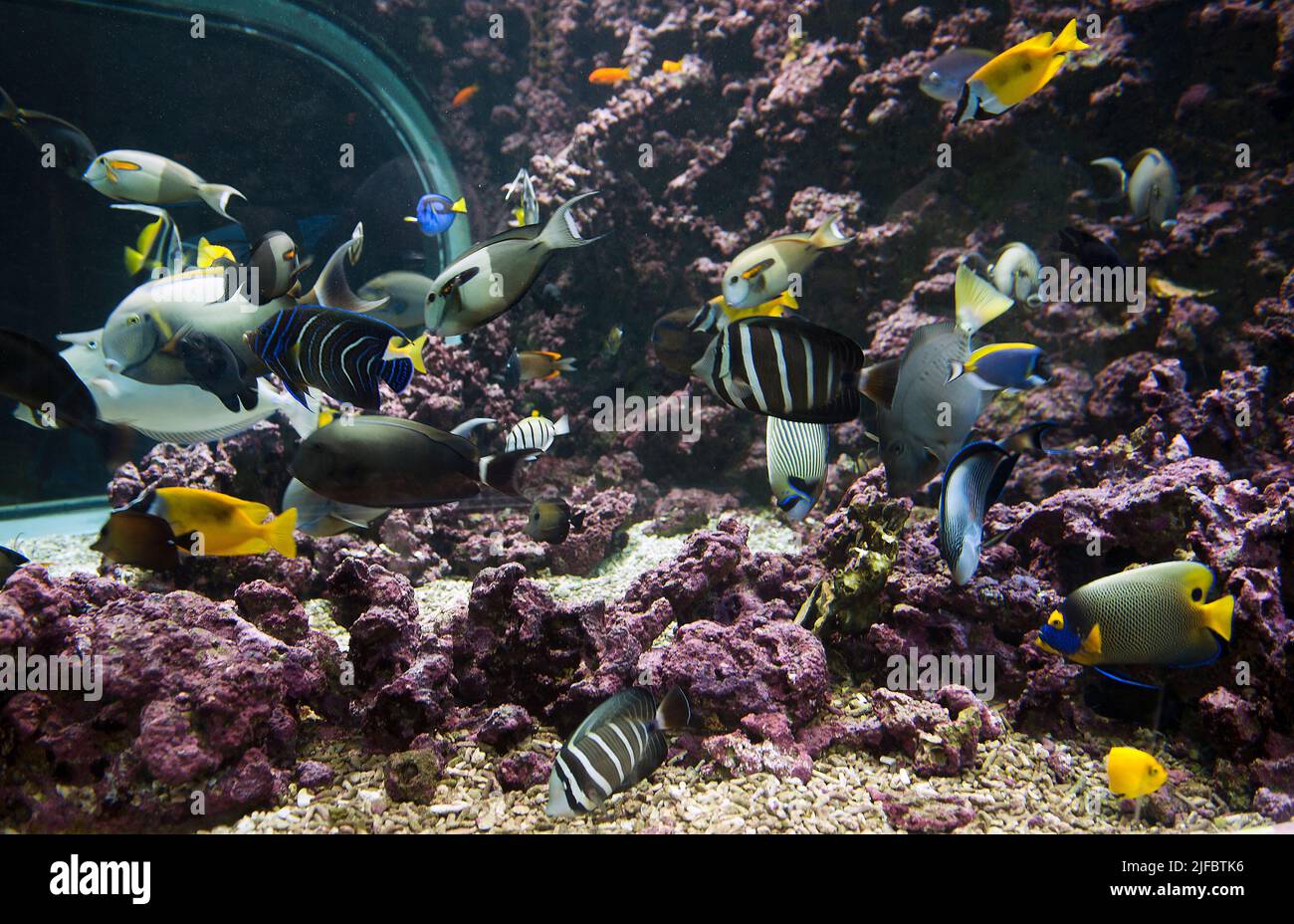 Sezione di una grande esposizione di pesci marini tropicali al Bergen Aquarium, Norvegia. Foto da Gennaio 2012. Foto Stock