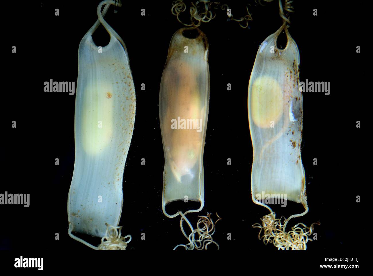 Capsule d'uovo di piccolo-macchia catsqualo (Sciliorhinus canicula) con squali giovani cova. Foto Stock