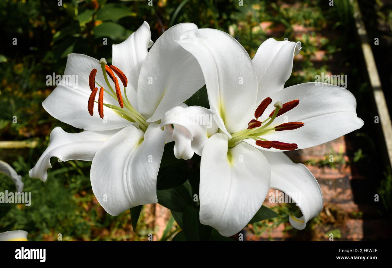 lys blanc Zambesi (jardin du ruisseau de l'église 2022) Foto Stock