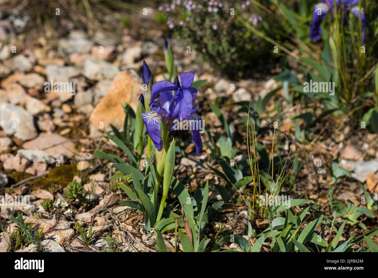 Iris sibirica su prato, fiori selvatici Foto Stock