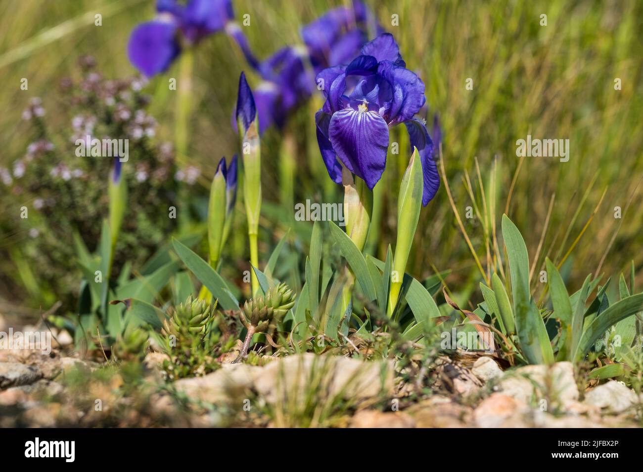Iris sibirica su prato, fiori selvatici Foto Stock