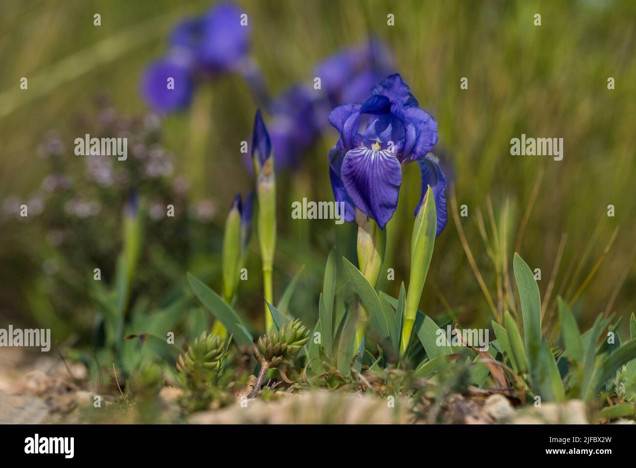 Iris sibirica su prato, fiori selvatici Foto Stock