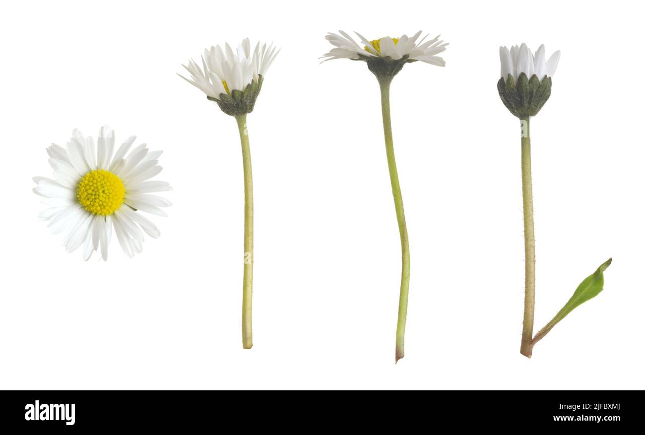 Daisy, collezione Bellis perennis isolata su sfondo bianco Foto Stock