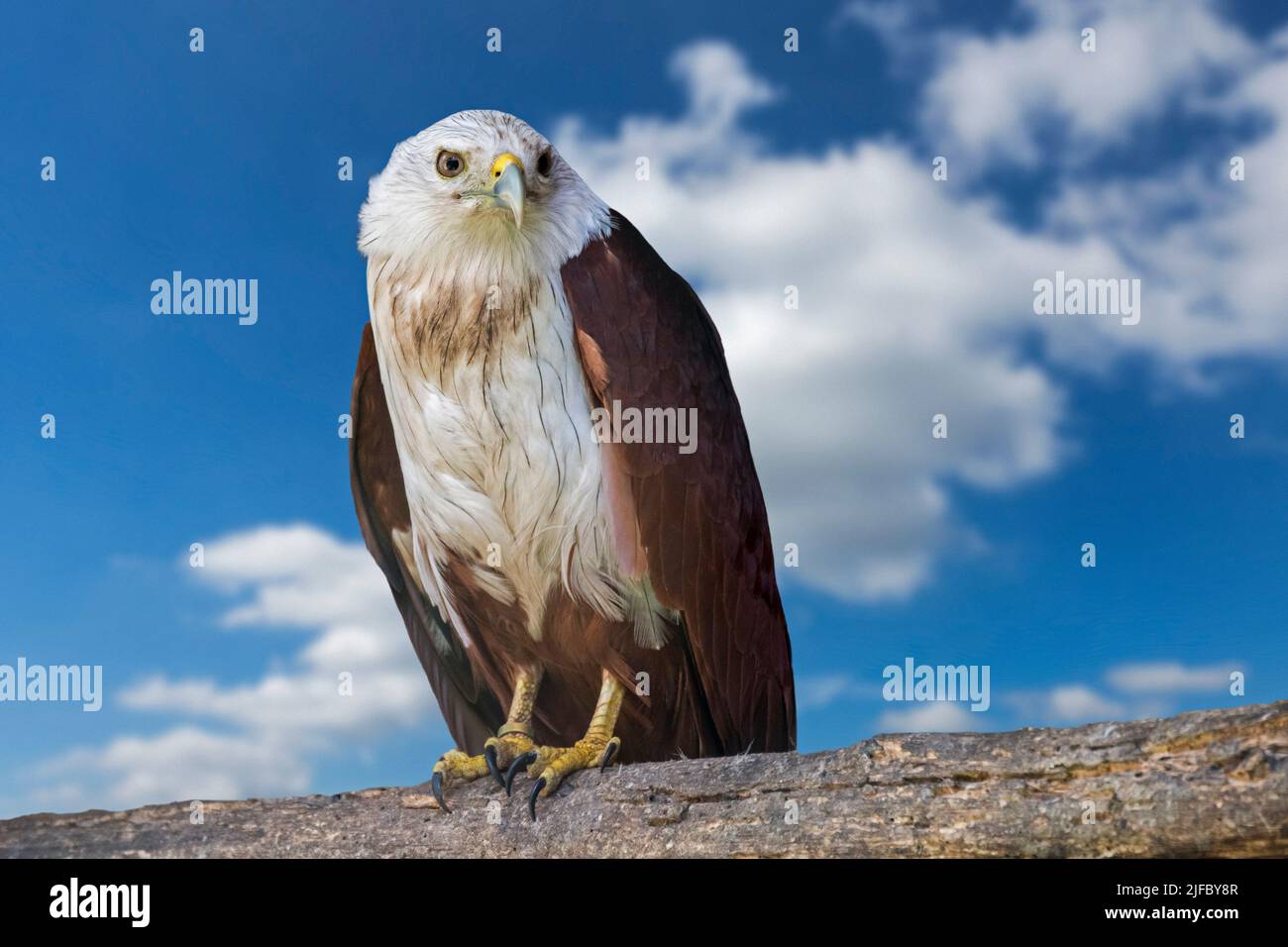 Aquila di mare brava / aquila di mare rossa (Haliastur indus) uccello di preda nativo del subcontinente indiano, Asia sud-orientale e Australia Foto Stock