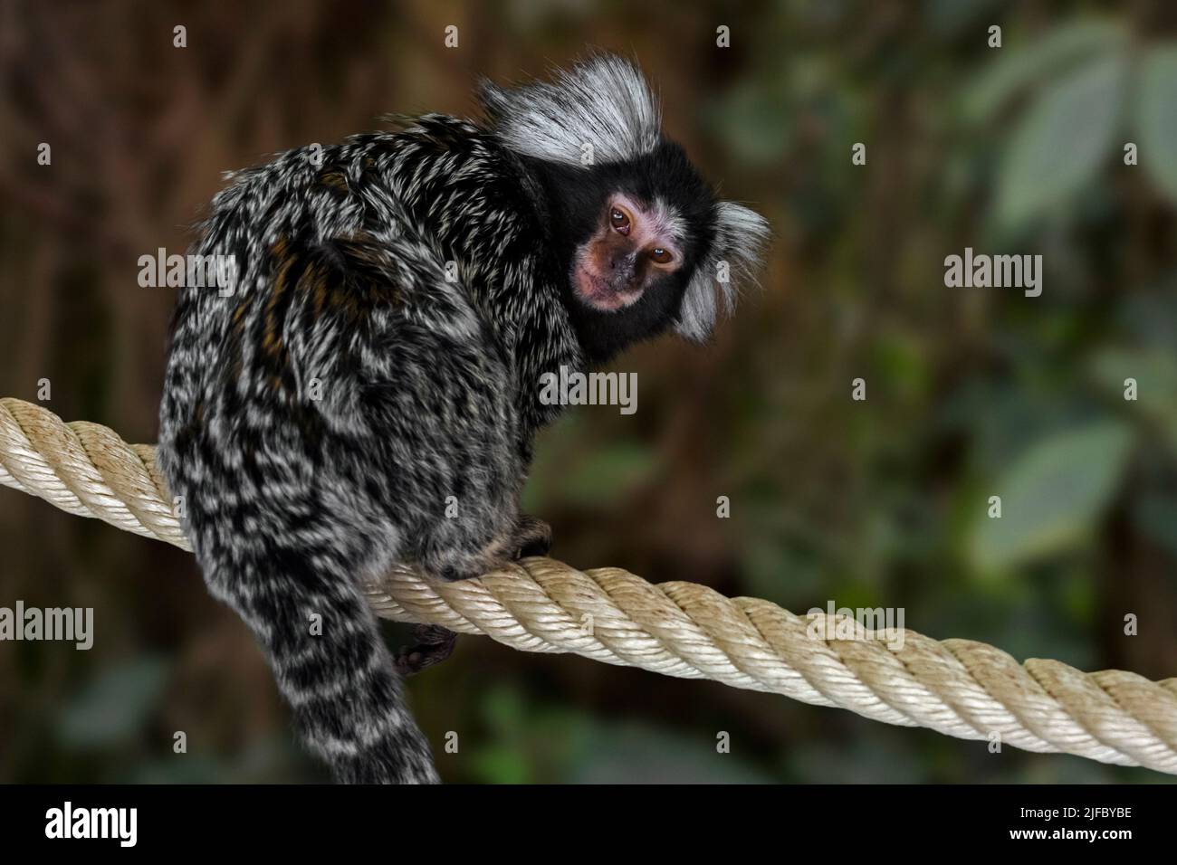 Marmoset comune / marmoset bianco-tufted / marmoset bianco-tufted-orecchio (Callithrix jacchus) in zoo, scimmia del nuovo mondo nativo del Brasile Foto Stock