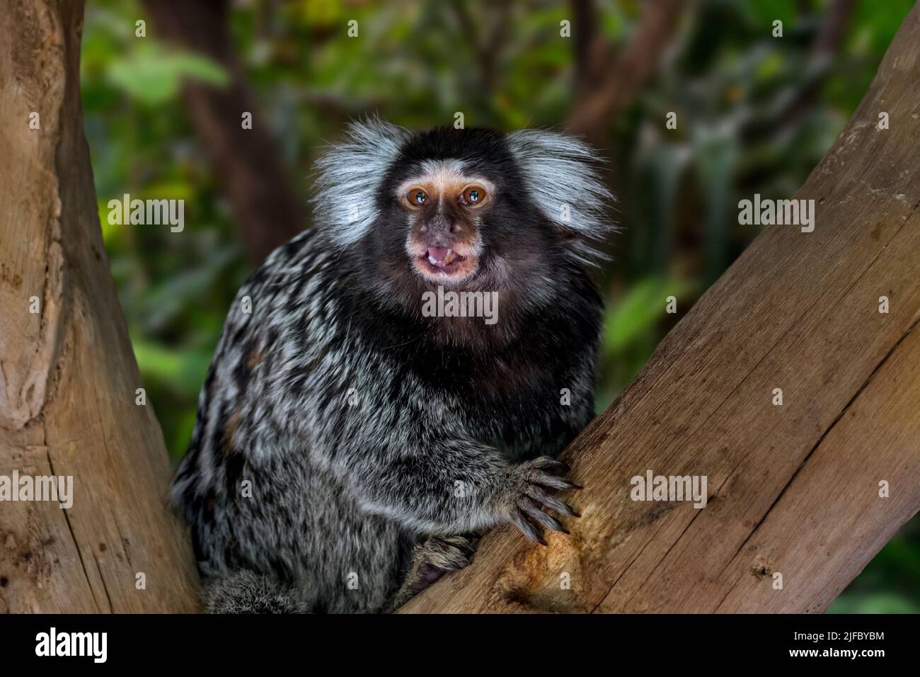 Marmoset comune / marmoset bianco-tufted / marmoset bianco-tufted-orecchio (Callithrix jacchus) in albero, scimmia del nuovo mondo nativo del Brasile Foto Stock