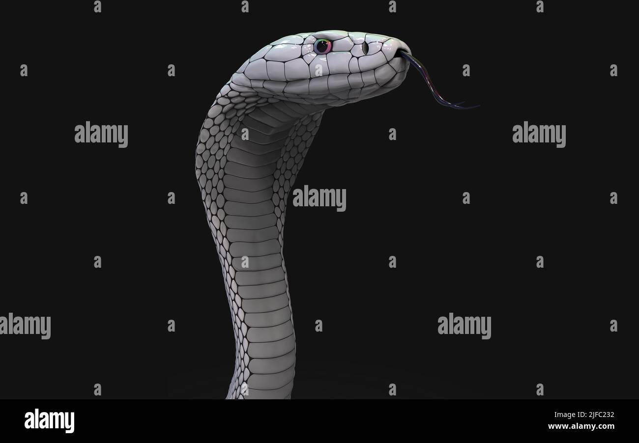 3D Illustrazione del serpente Albino re cobra isolato su sfondo nero, serpente bianco cobra con percorso di ritaglio. Foto Stock