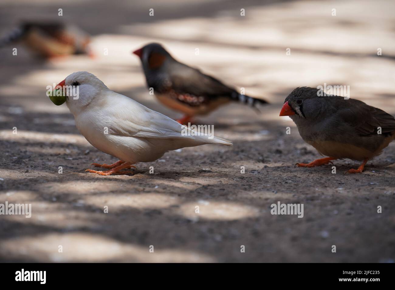 Uccelli che raccolgono cibo, Tenerife, Spagna, Europa Foto Stock