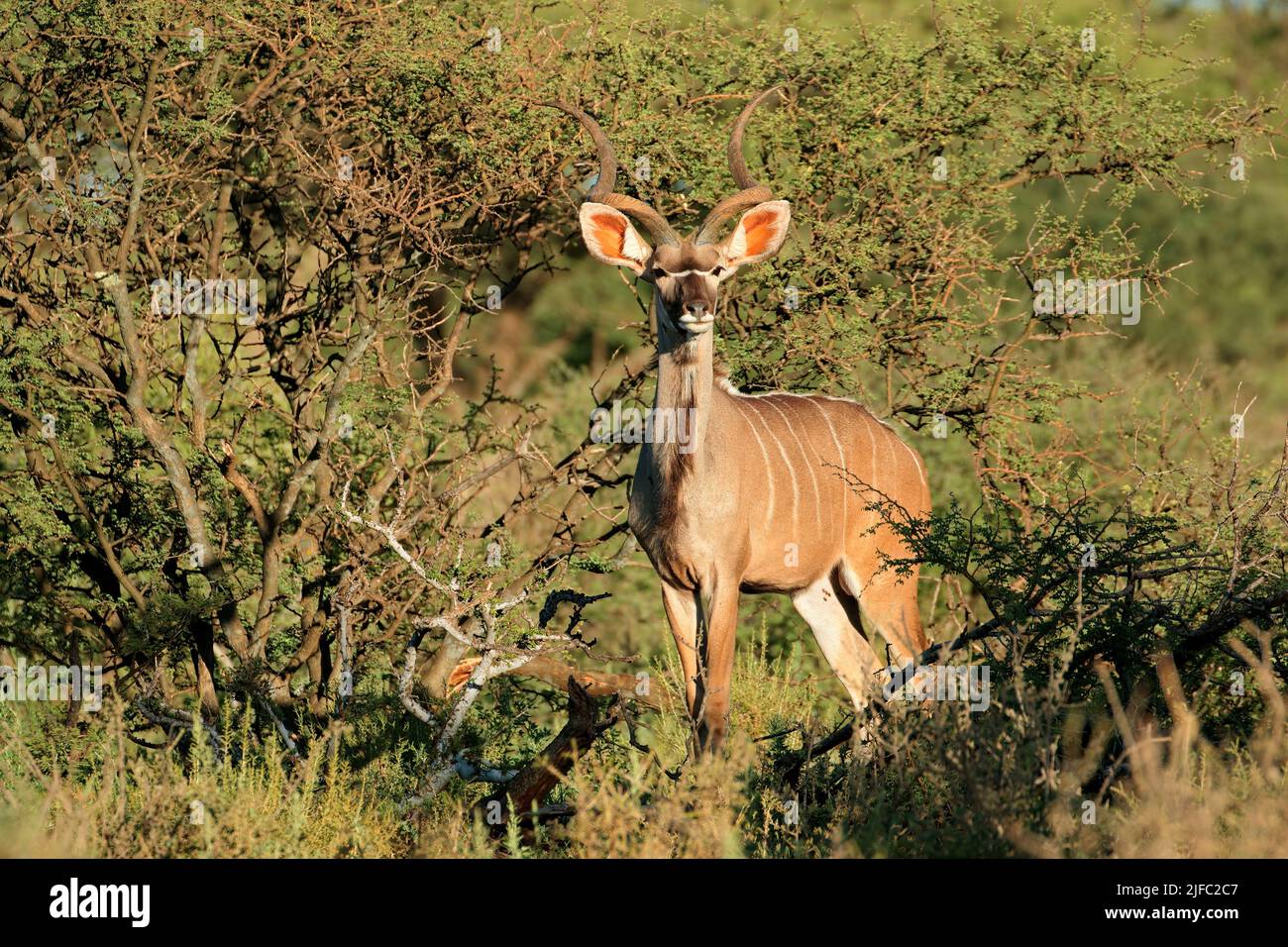 Maschio di kudu antilope (Tragelaphus strepsiceros) in habitat naturale, Sud Africa Foto Stock