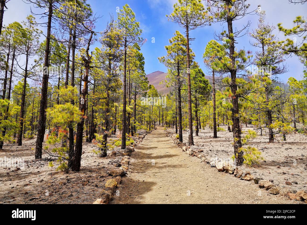 Escursioni nella pineta di Tenerife, Spagna, Europa Foto Stock