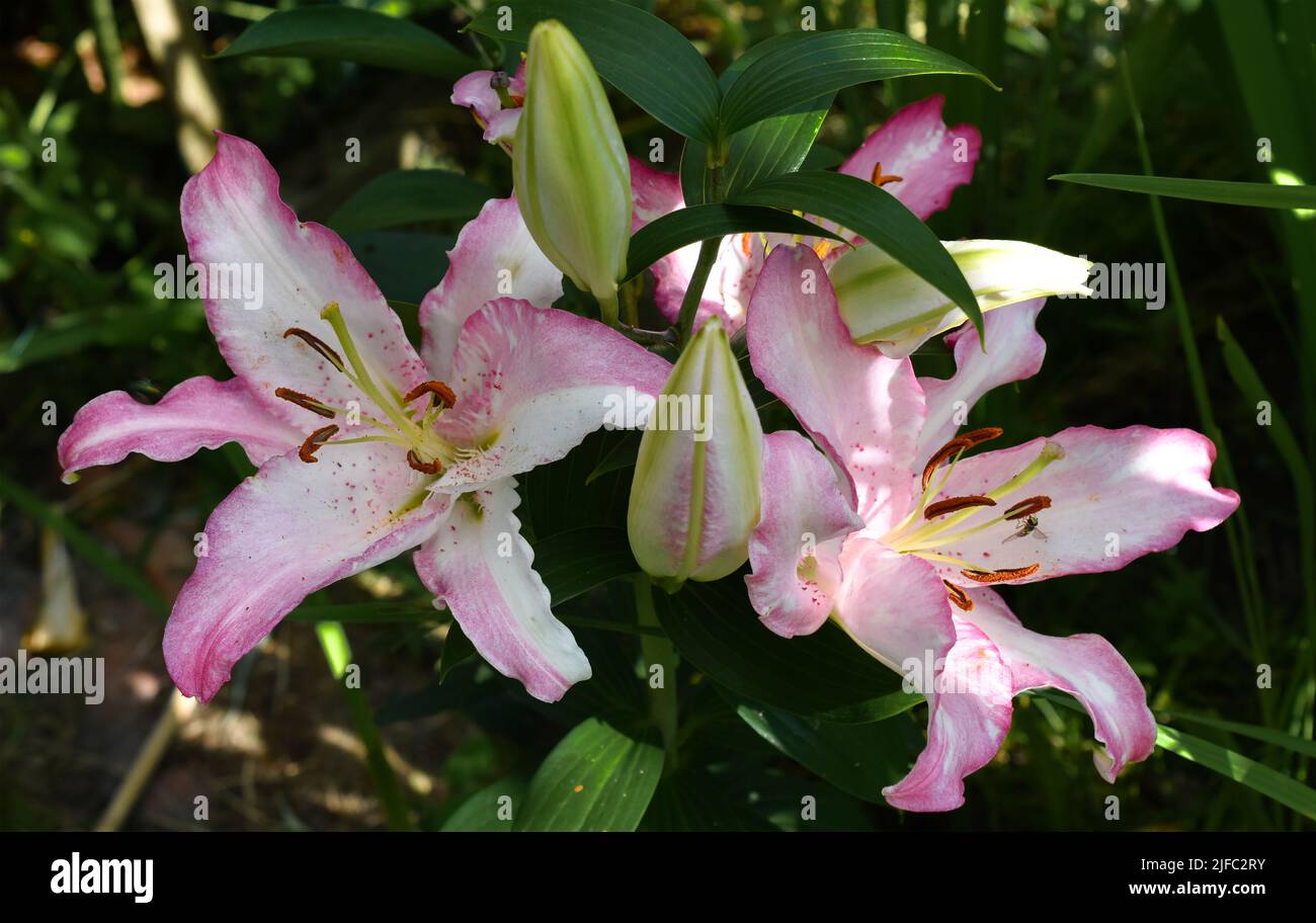 lys Rose Joséphine (jardin du ruisseau de l'église 2022) Foto Stock