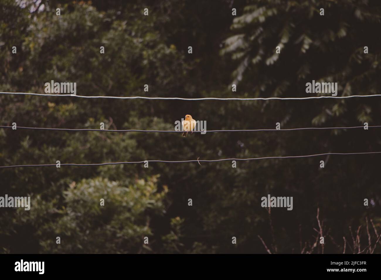 piccolo uccello giallo solitario nel mezzo di una foresta Foto Stock
