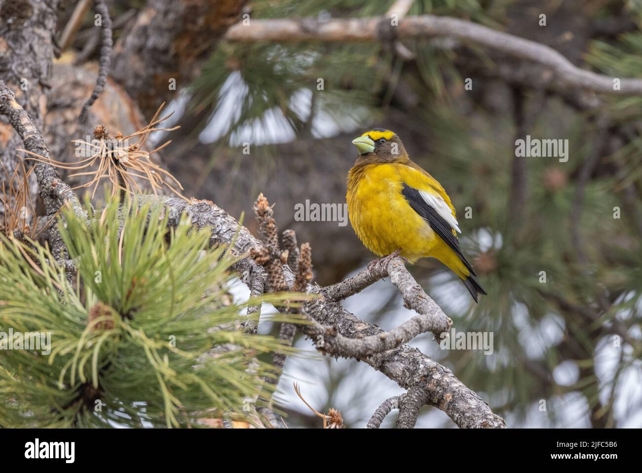 Il robber dalle voci gialle è una specie normale di uccelli nordamericani che può essere osservata comunemente in tutto il continente. Foto Stock