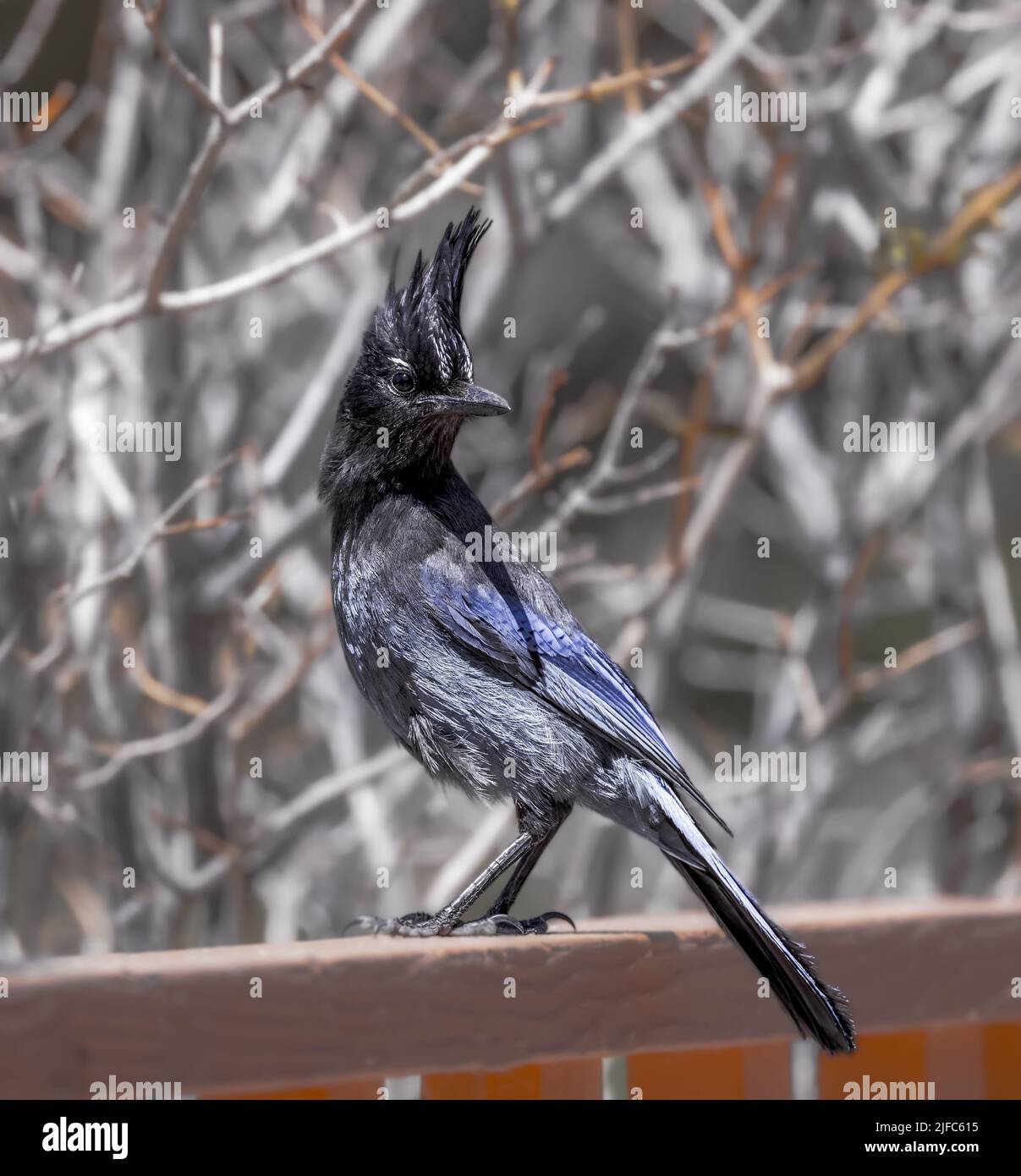 Stellar's Jay arroccato su una fence in Colorado Foto Stock