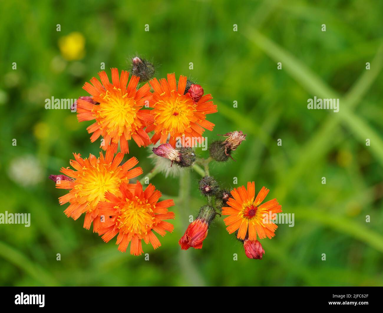 Il pennello del diavolo in fiore. Quebec, Canada Foto Stock