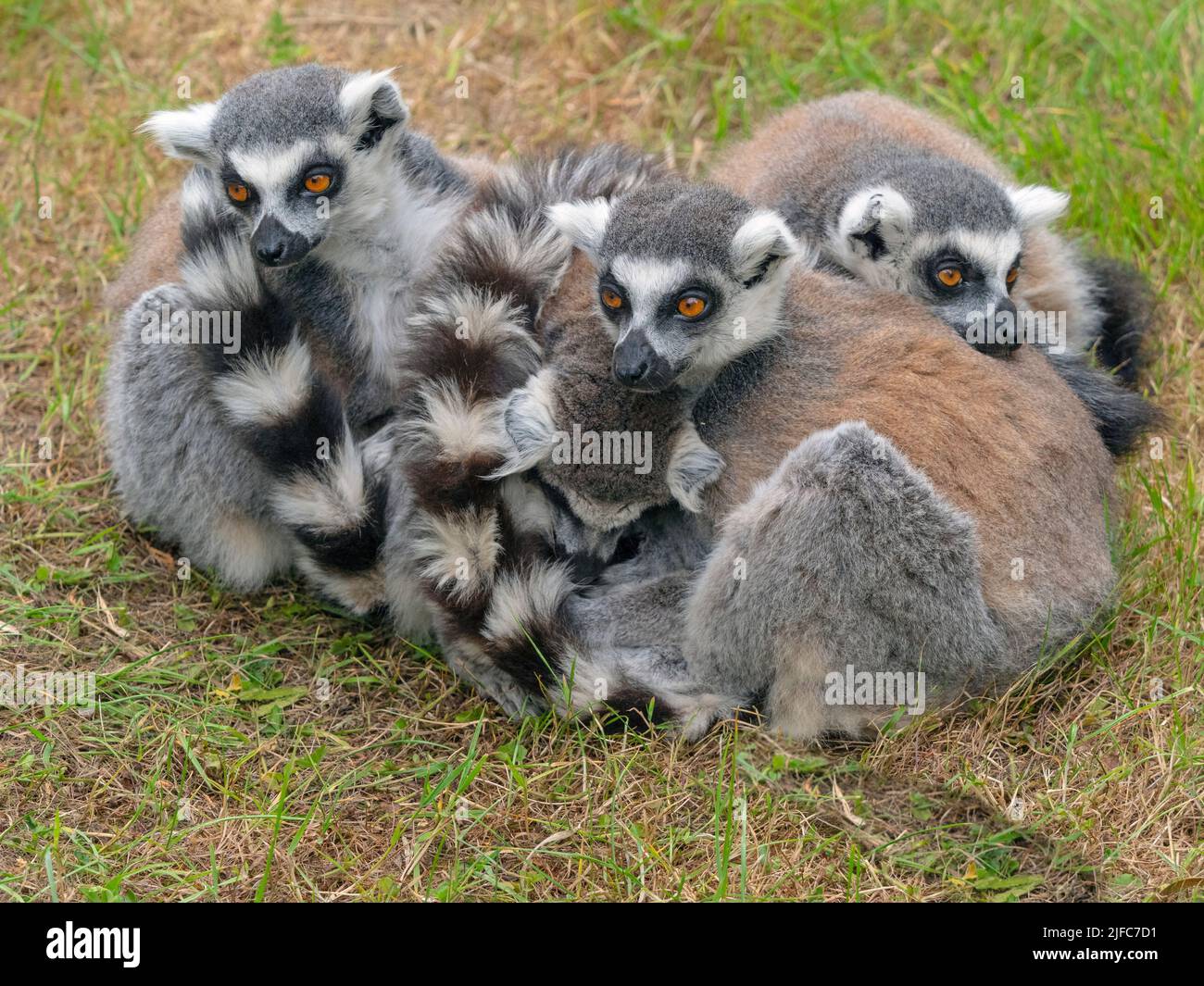 Lemure con coda ad anello Lemur catta accoccolata insieme Foto Stock