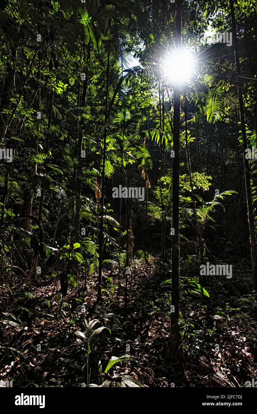 La luce solare che dà vita colpisce il fondo della foresta della foresta amazzonica. Foto Stock